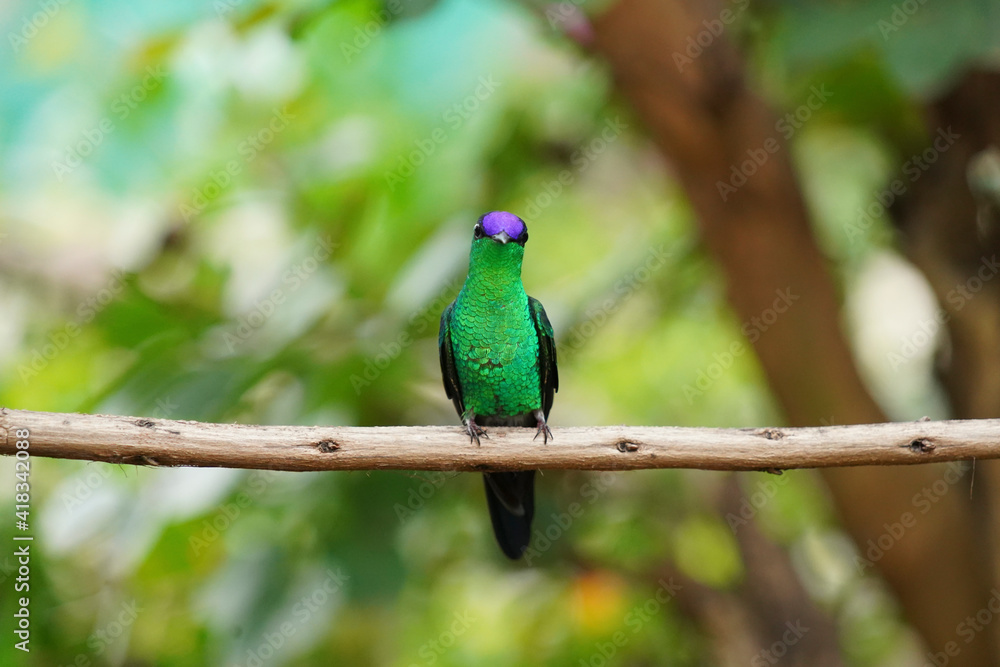 Fototapeta premium Violet-capped Woodnymph Hummingbird on a branch