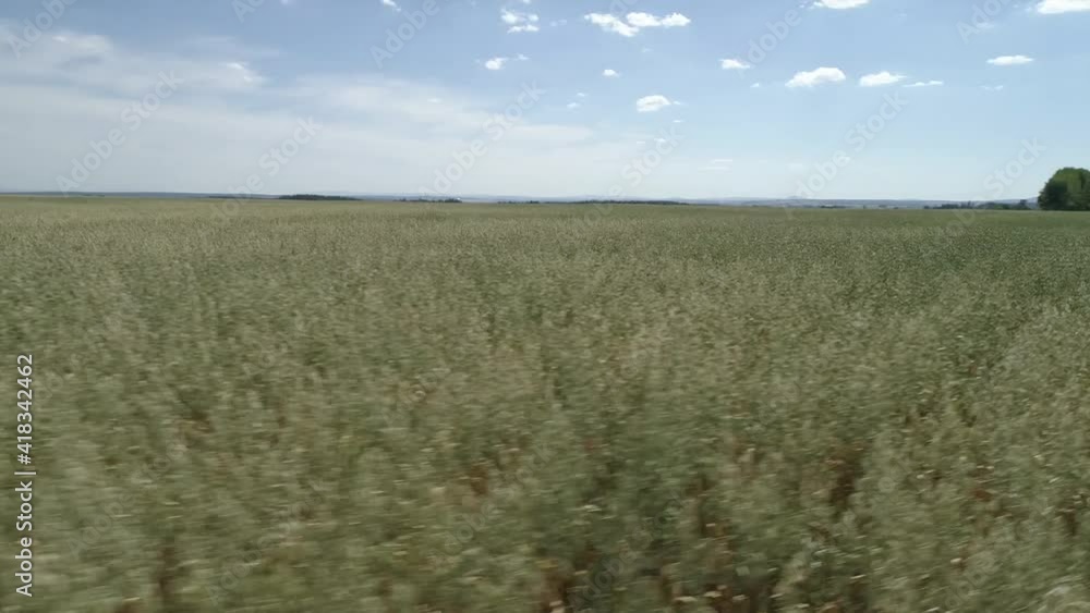 Drone flying over wheat field at low altitude Drone flying over wheat field at low altitude