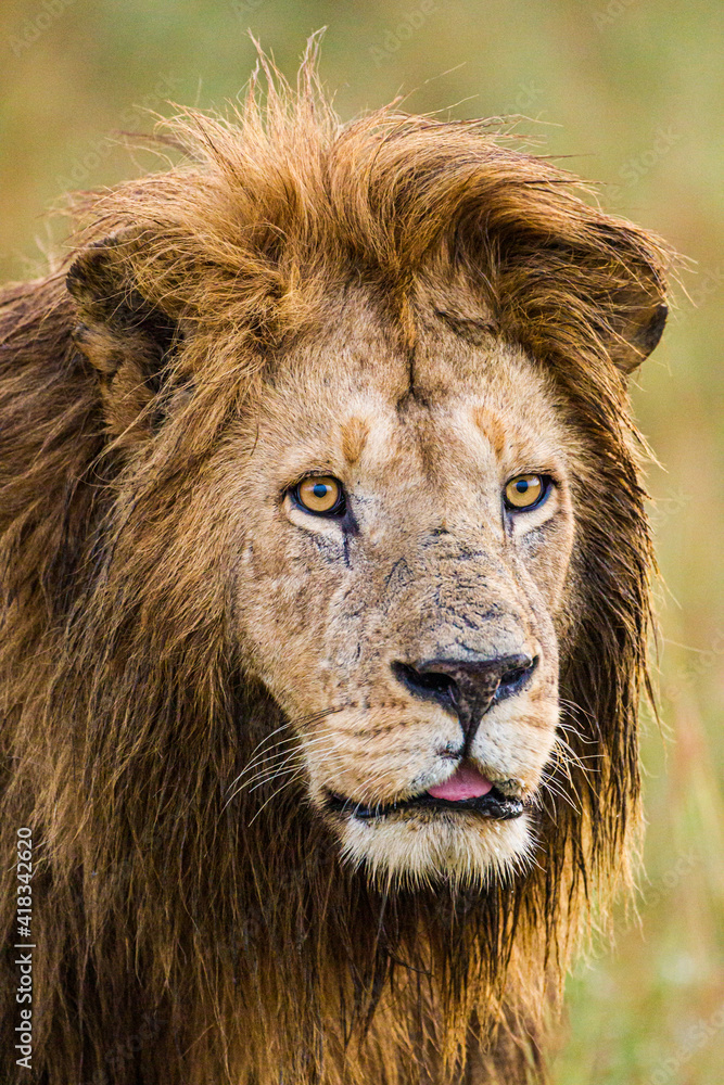 A male lion walking across the Masai Mara