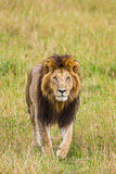 A male lion walking across the Masai Mara
