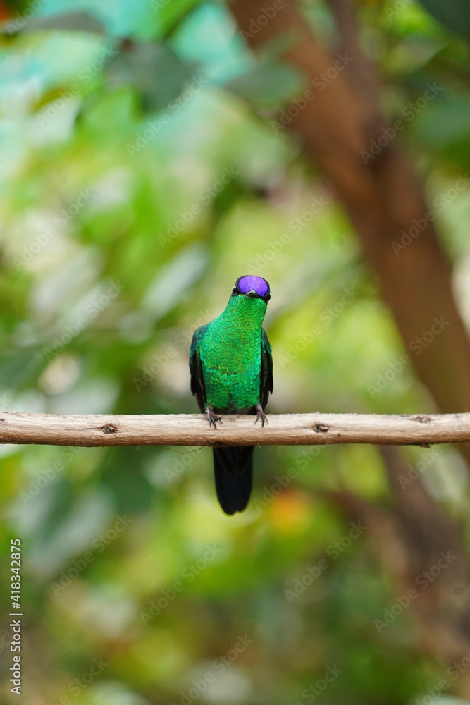 Violet-capped Woodnymph Hummingbird on a branch Violet-capped Woodnymph Hummingbird on a branch