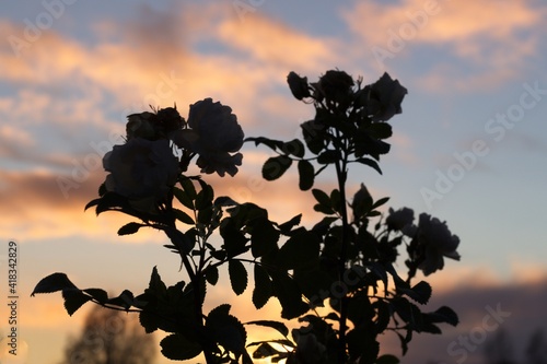 Silhouette of a rose bush against the setting sun photo