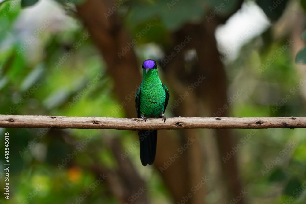 Fototapeta premium Violet-capped Woodnymph Hummingbird on a branch