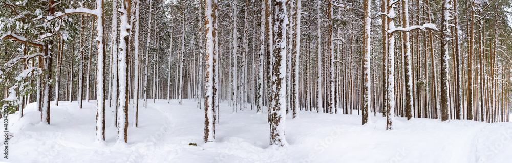 panorama of a snow-covered pine forest, winter landscape panorama of a snow-covered pine forest, winter landscape