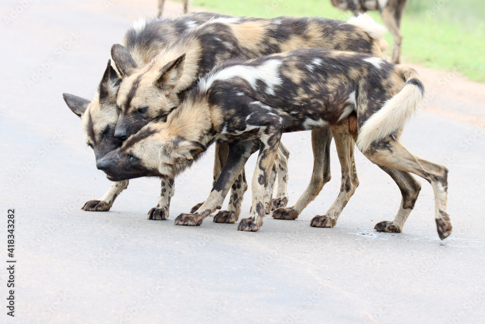 Naklejka premium Kruger National Park: pack of wild dogs bonding by mutual licking and head rubbing