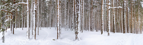 panorama of a snow-covered pine forest, winter landscape