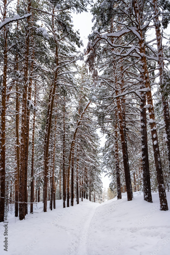Snow-covered trees in a pine forest, winter landscape Snow-covered trees in a pine forest, winter landscape