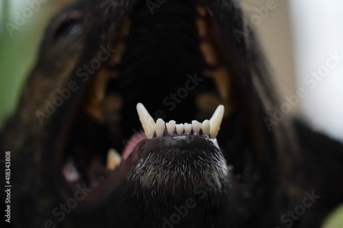 Close-up of a dog teeth