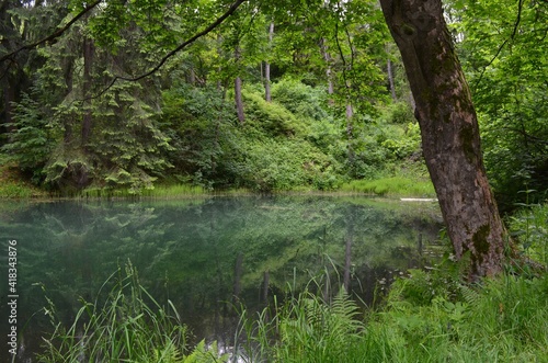 an artificial lake called tajch  surrounded by a spring green forest reflected in the blue surface of the water and a leaning tree trunk  Bansk     tiavnica