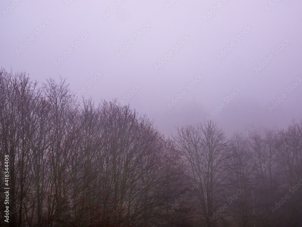 The tops of trees without leaves in the thick fog create a dark atmosphere