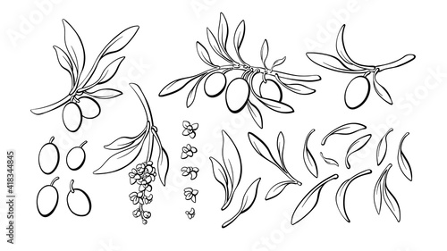 Olive art line set of branch, fruit Vector graphic