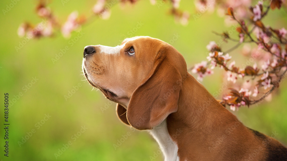 Beagle dog portrait in  spring sakura  blossom tree
