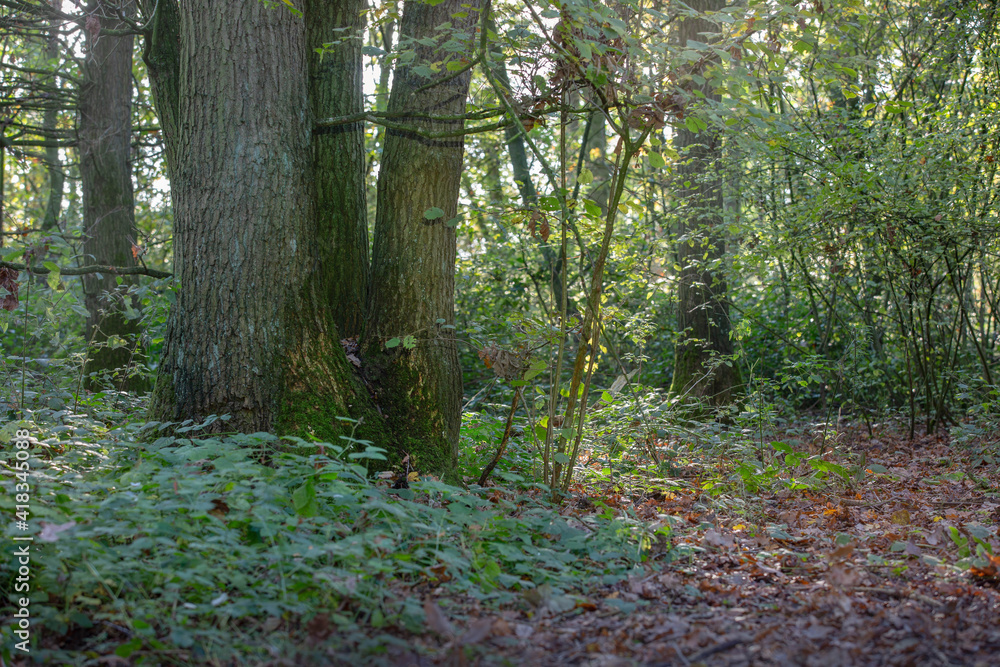 Fototapeta premium footpath in the woods
