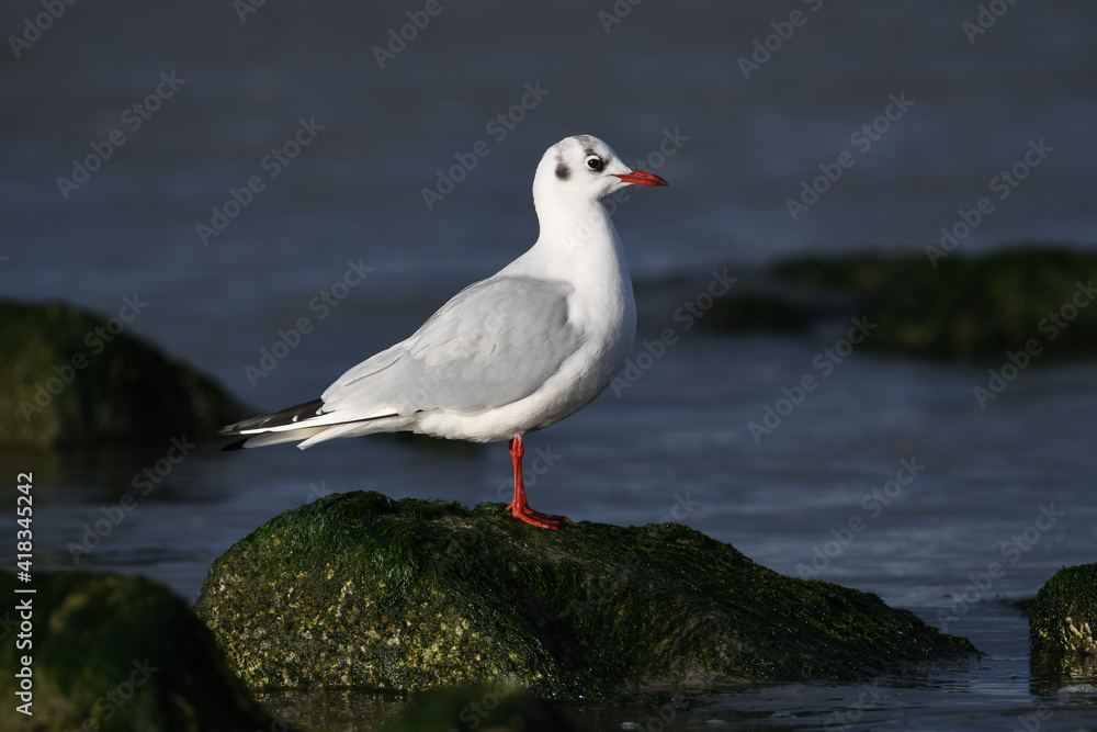 Black-headed gull standing on the rocks on the coast of Katwijk aan zee. Black-headed gull standing on the rocks on the coast of Katwijk aan zee.