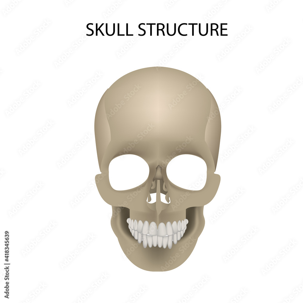 Human skull. realistic vector illustration, medicine