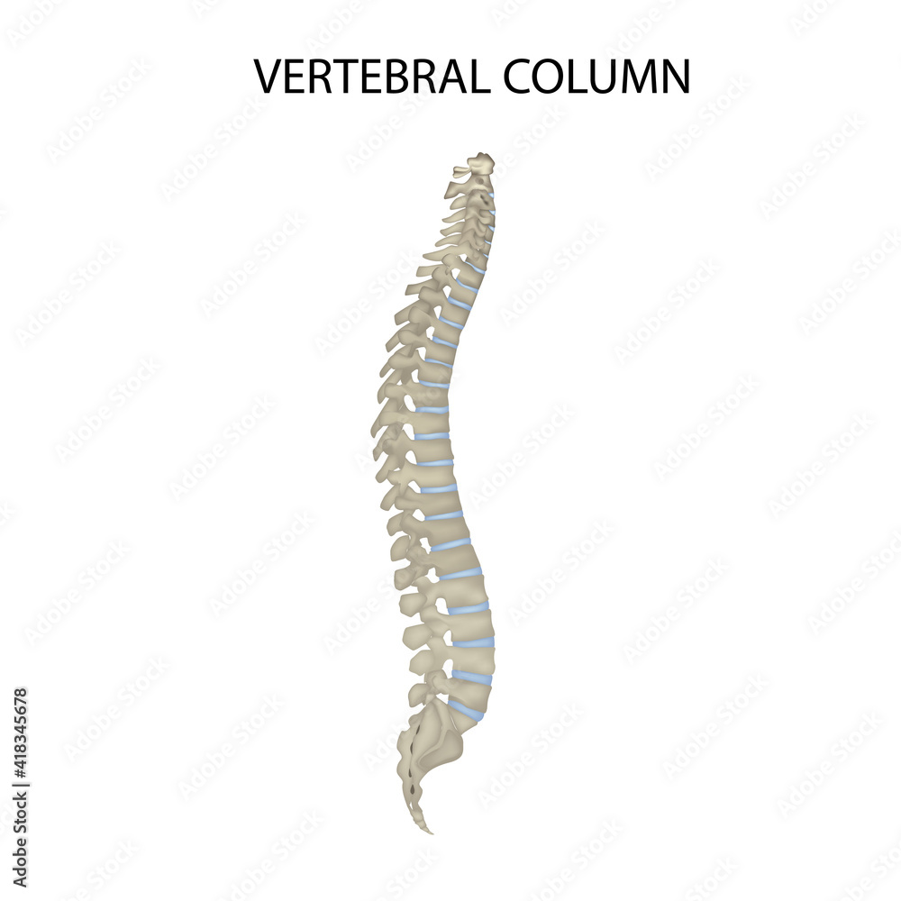 Spine. The vertebral column. realistic vector illustration, medicine Spine. The vertebral column. realistic vector illustration, medicine
