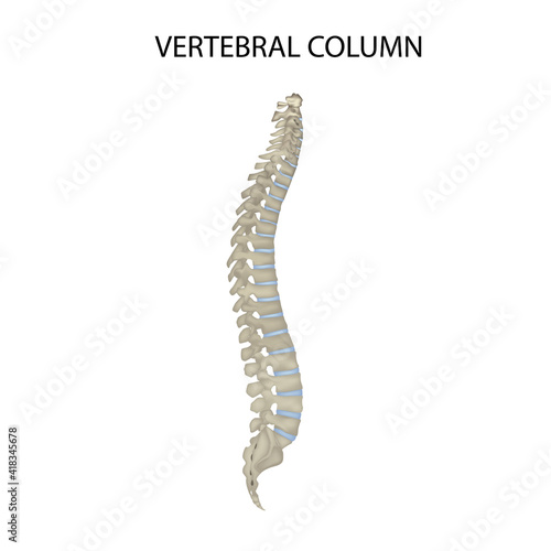 Spine. The vertebral column. realistic vector illustration, medicine
