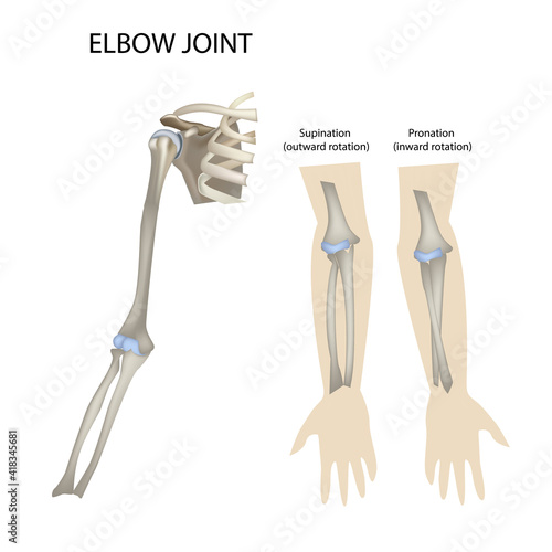 elbow and shoulder joint, supination and pronation vector illustration