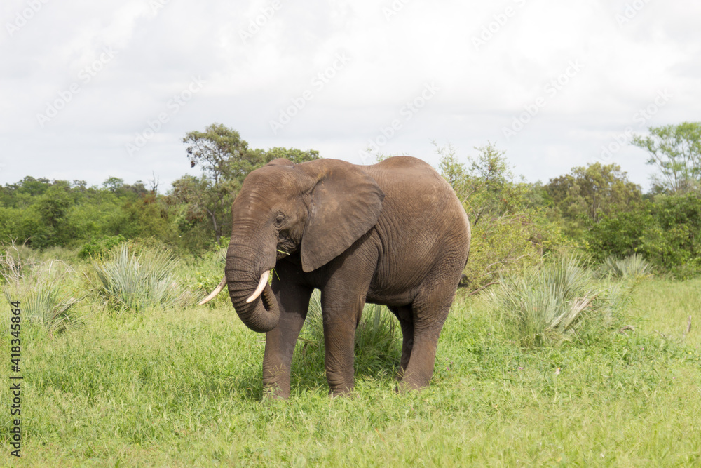 Kruger National Park: elephant grazing on lush summer growth Kruger National Park: elephant grazing on lush summer growth
