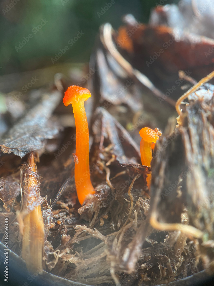 mushrooms in the forest