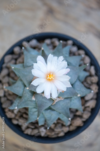 Ariocarpus fissuratus cactus in pot and flower photo