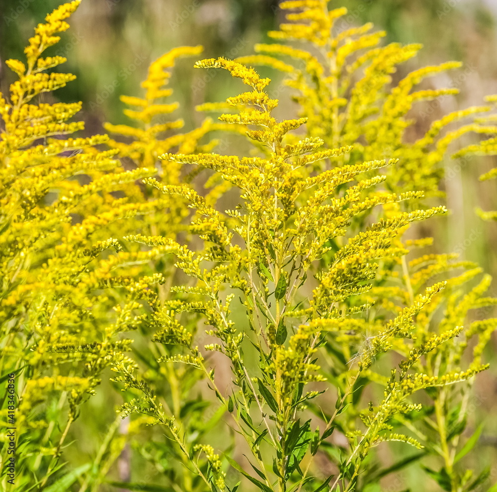 Obraz premium Yellow plant closeup on the field in summer