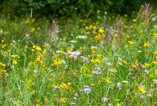 Colorful wildflowers, illuminated by the sun, in the summer