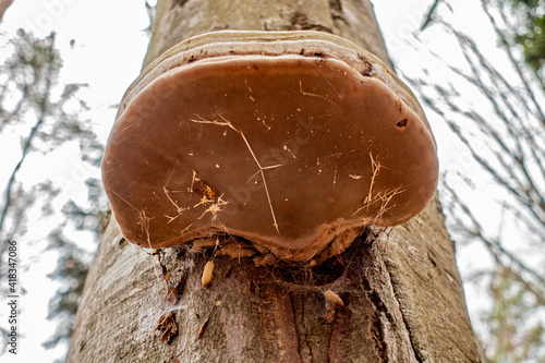 Echter Zunderschwamm . Fomes fomentarius . Hoof fungus  photo