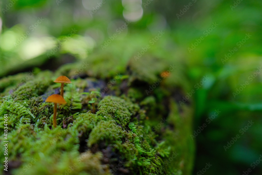 green moss on the rock green moss on the rock