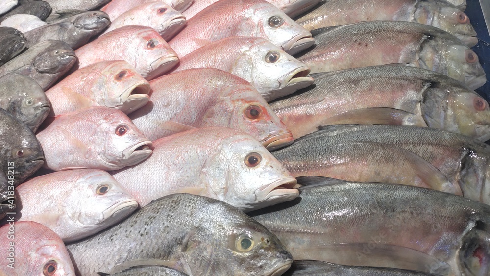 various types of sea fish in the market. baronang, snapper, tuna ...