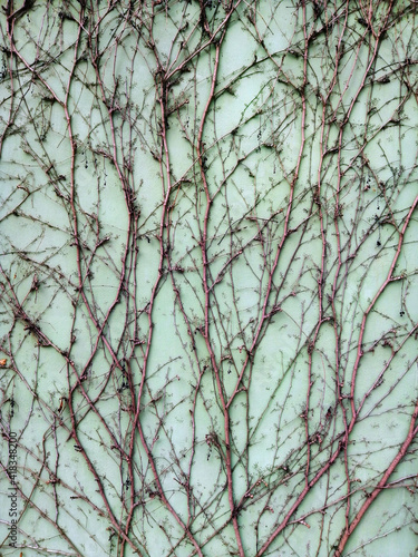 Green Plants Background dry climbing grapes on the wall in spring © Ya_tak_tse_bachu