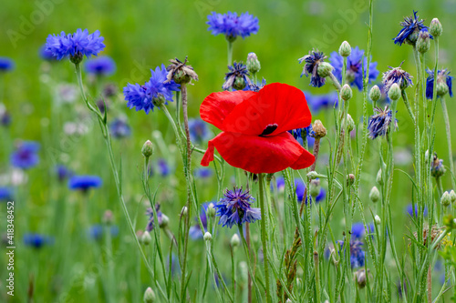 Red Poppy with Cornflowers, Meadow