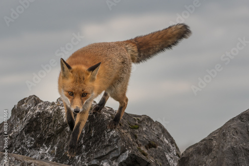 Fototapeta Naklejka Na Ścianę i Meble -  A red fox climbing over the rocks, photographed in the Netherlands.