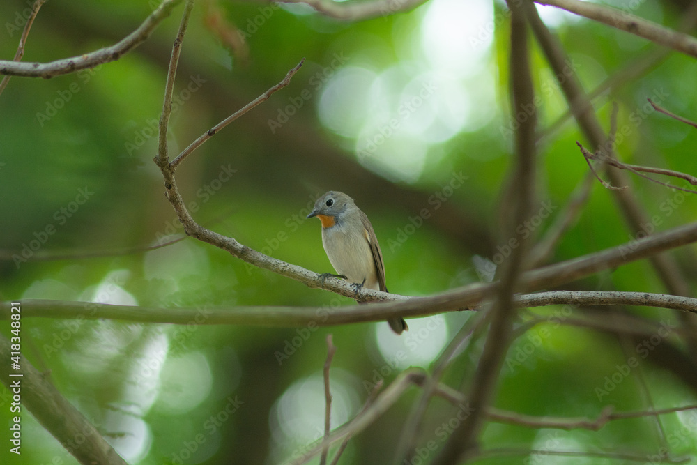 Red throated Flycatcher Red throated Flycatcher