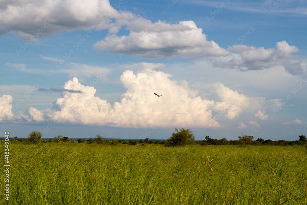 Kruger National Park: landscape showing lush summer vegetation growth