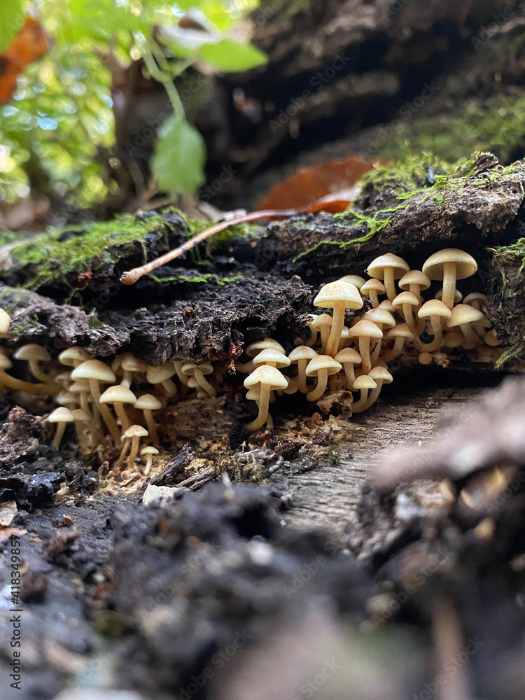 mushrooms on a tree mushrooms on a tree