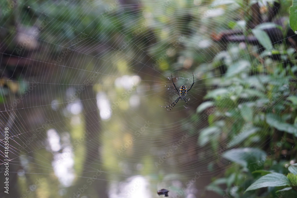 The spider makes a web above water stream The spider makes a web above water stream