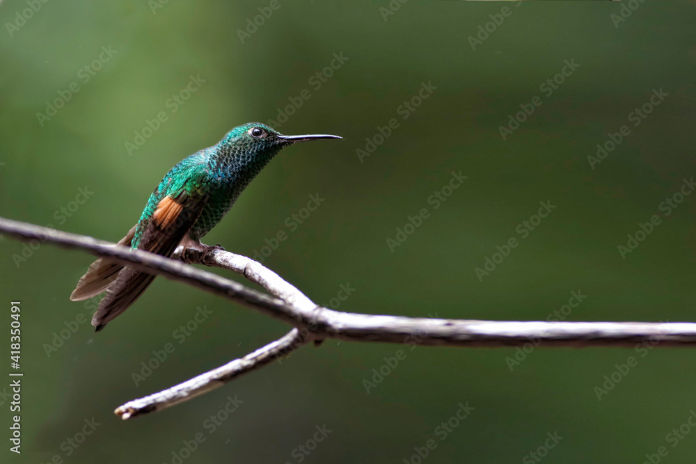 Stripe-tailed Hummingbird, Eupherusa eximia, perched Stripe-tailed Hummingbird, Eupherusa eximia, perched