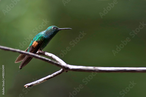 Stripe-tailed Hummingbird, Eupherusa eximia, perched photo