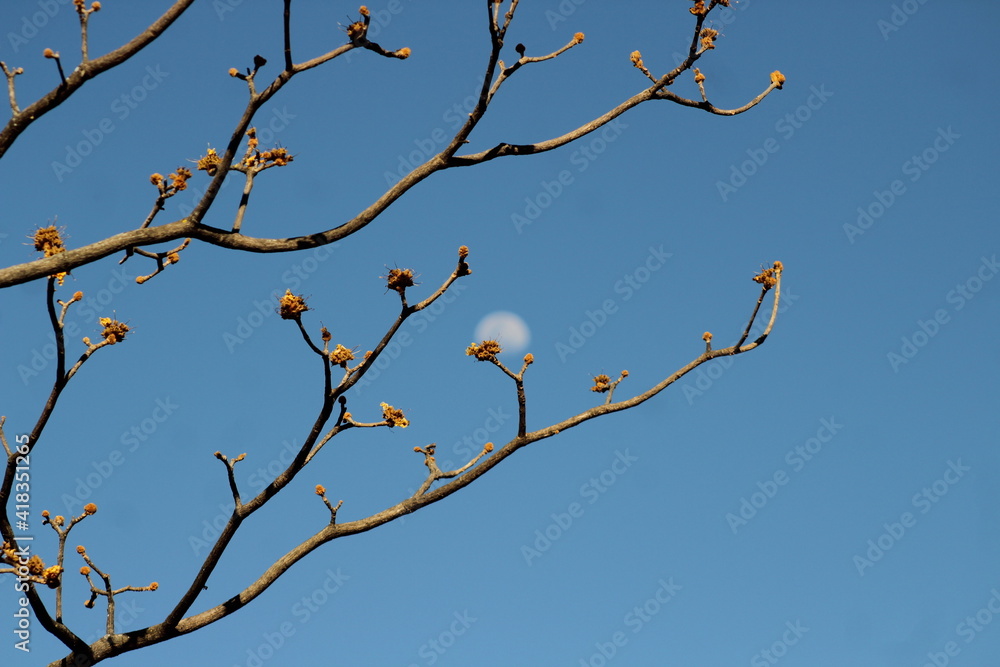 Ramas muertas, sosteniendo la luna Ramas muertas, sosteniendo la luna