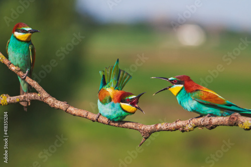 birds of paradise during mating games