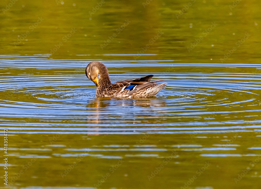 Ducks on the water pond in summer closeup Ducks on the water pond in summer closeup