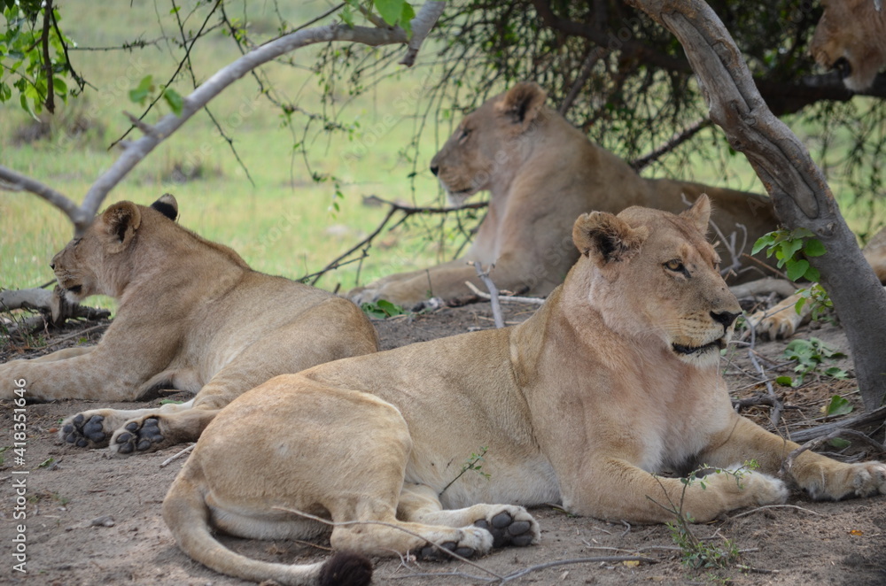 Pride of Lions in the Okavango Delta Pride of Lions in the Okavango Delta