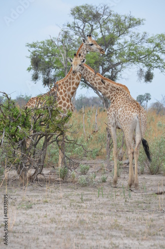 Giraffes in the Okavango Delta