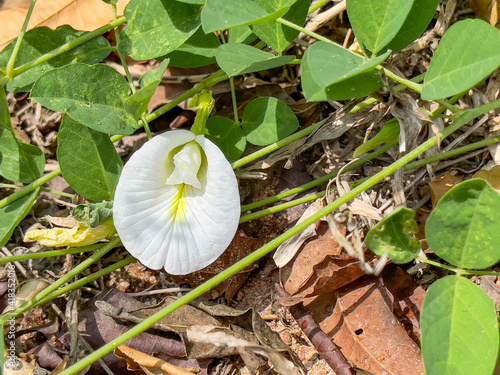 A white pea with its green leaves on the ground