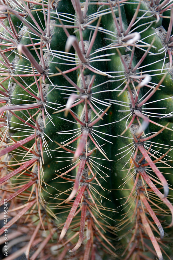 CANARY ISLANDS LANZAROTE CACTUS