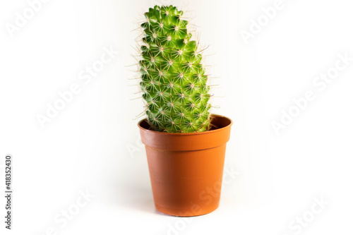 Small cactus on bland background