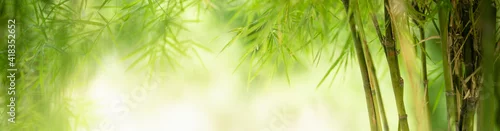 Obraz  z motywem Nature of green leaf bamboo in garden at summer. Natural green leaves plants using as spring background cover page greenery environment ecology wallpaper