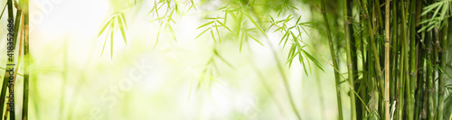 Photo Nature of green leaf bamboo in garden at summer