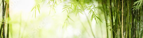 Obraz  z motywem Nature of green leaf bamboo in garden at summer. Natural green leaves plants using as spring background cover page greenery environment ecology wallpaper